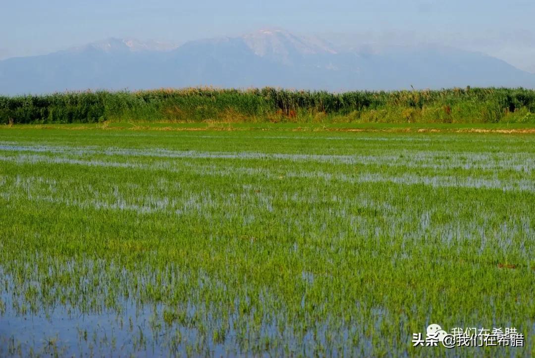希腊超市大米价格,世界各国大米零售价格