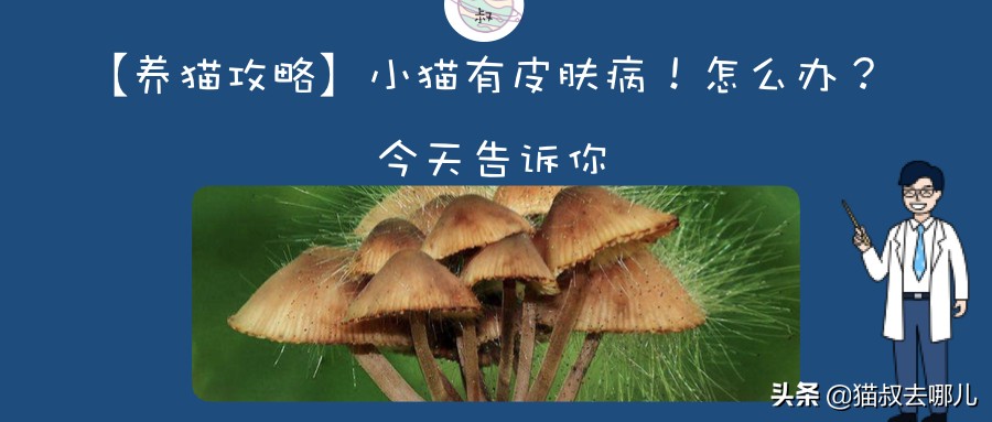 养猫攻略请纠正猫的异食癖,养猫常识猫有泪痕怎么办