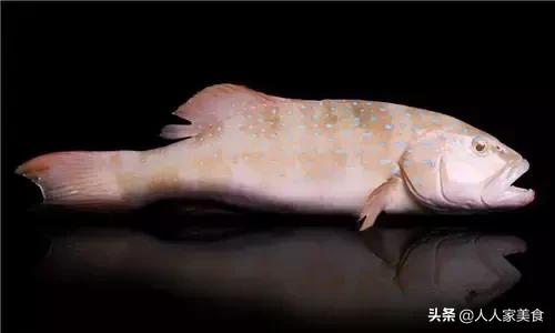 最好的十种石斑鱼,最漂亮的几种石斑鱼