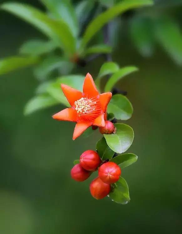 五月榴花照眼明是谁写的,五月榴花照眼明下一句