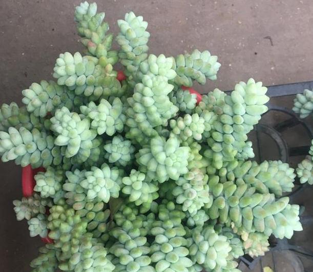 多肉玉缀锦图片,新玉缀多肉植物怎么养护