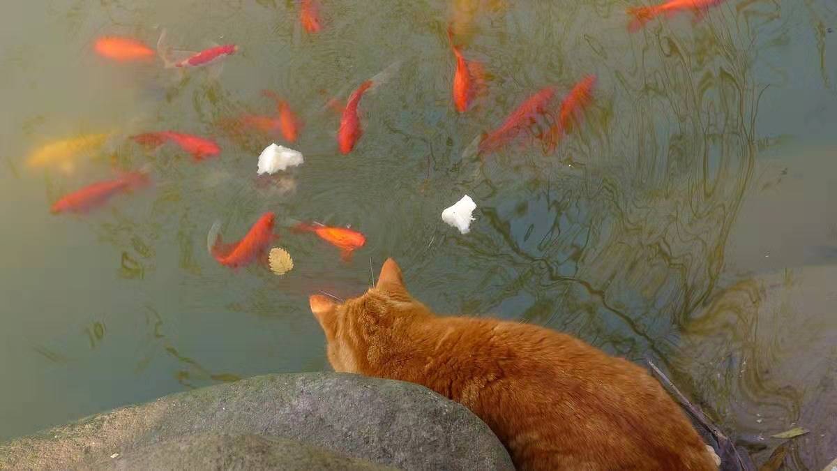 现在的猫咪不吃老鼠的吗,喵星人是不是普遍懒