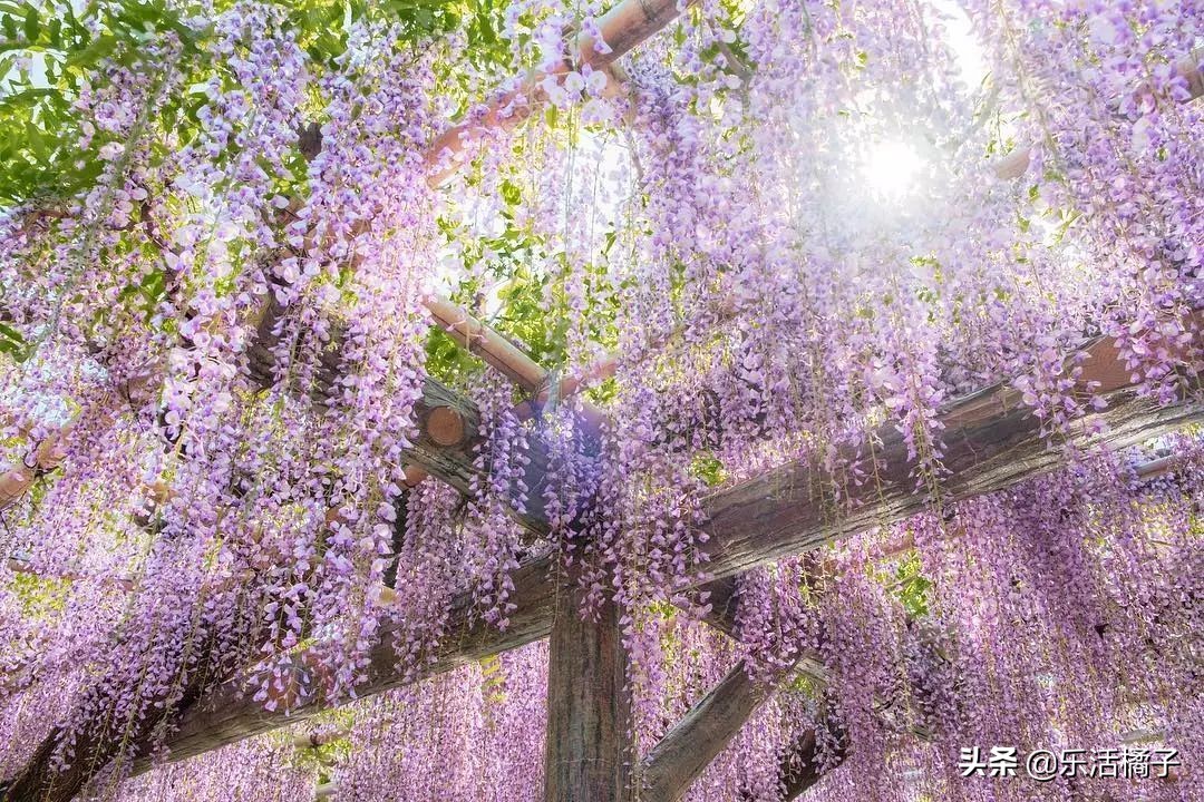 日本紫藤花和中国的樱花,日本樱花紫藤花