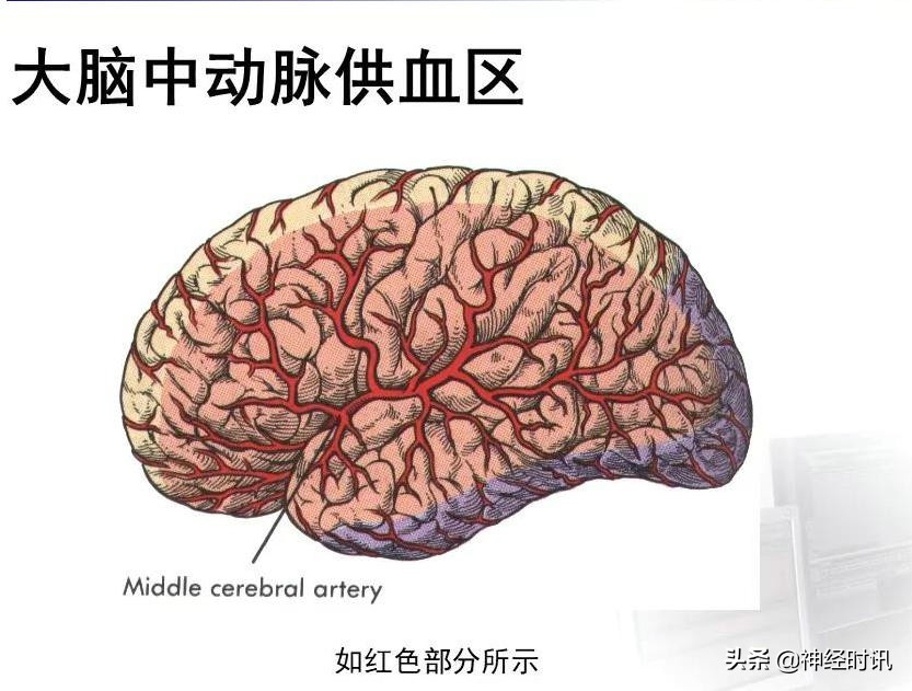 脑动脉解剖学讲解,基底节区脑血管解剖