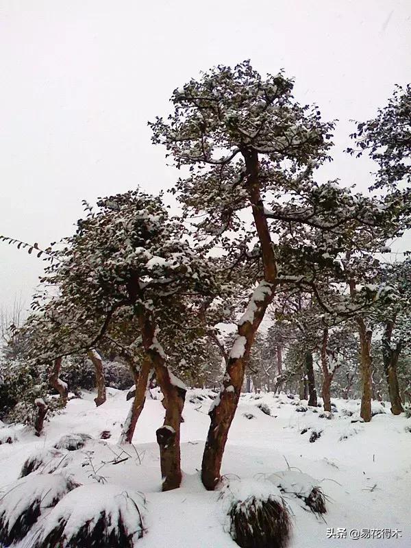 椤剁骇鐧借姳妾垫湪鐩嗘櫙,鐧借姳妾垫湪鐩嗘櫙鏋湪閫㈡槬