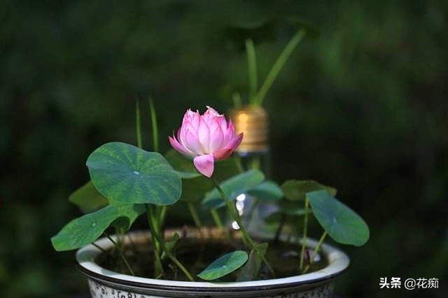碗莲一大盆种几棵最合适,小盆怎么种碗莲