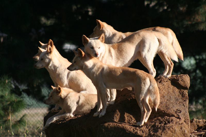 它们是澳洲顶级掠食者，专家建议把它们做成罐头，全部出口到中国
