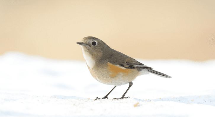 散文欣赏教案幼儿,散文欣赏经典名篇名句