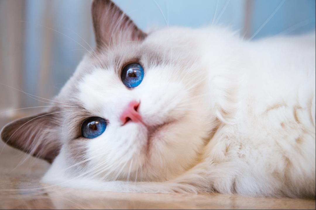 怎么通过触诊判断母猫是否怀孕,母猫乳头隆起是不是怀孕了