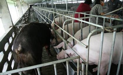 母以子贵怎么回事,母以子贵的后果