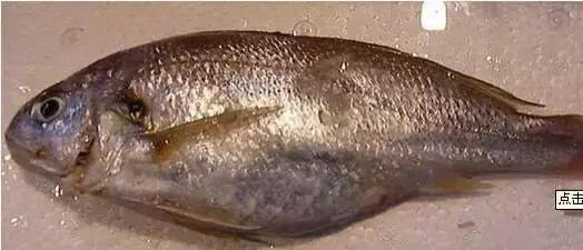 海南渔民整理的海鲜大全,渔民海鲜介绍