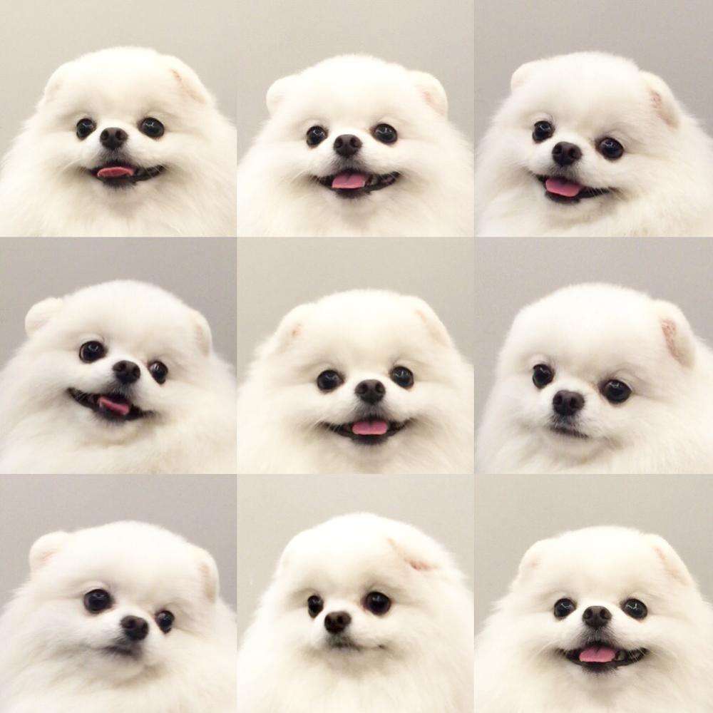 博美脾气大是什么原因,博美恨主人的5大表现