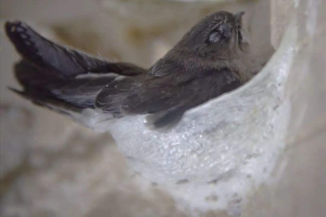 哪种燕子燕窝营养价值高,燕窝到底是燕子的什么食物