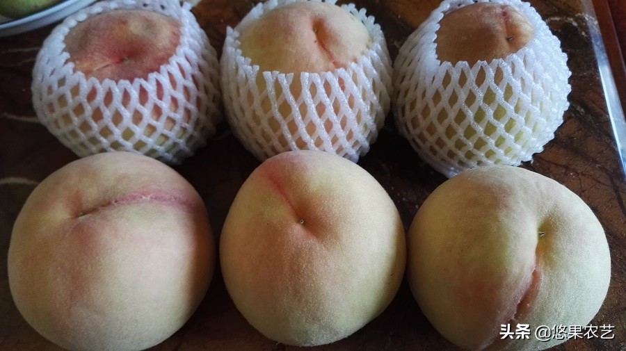 种桃树有什么讲究桃树怎么管理,桃树种植管理方法及注意事项