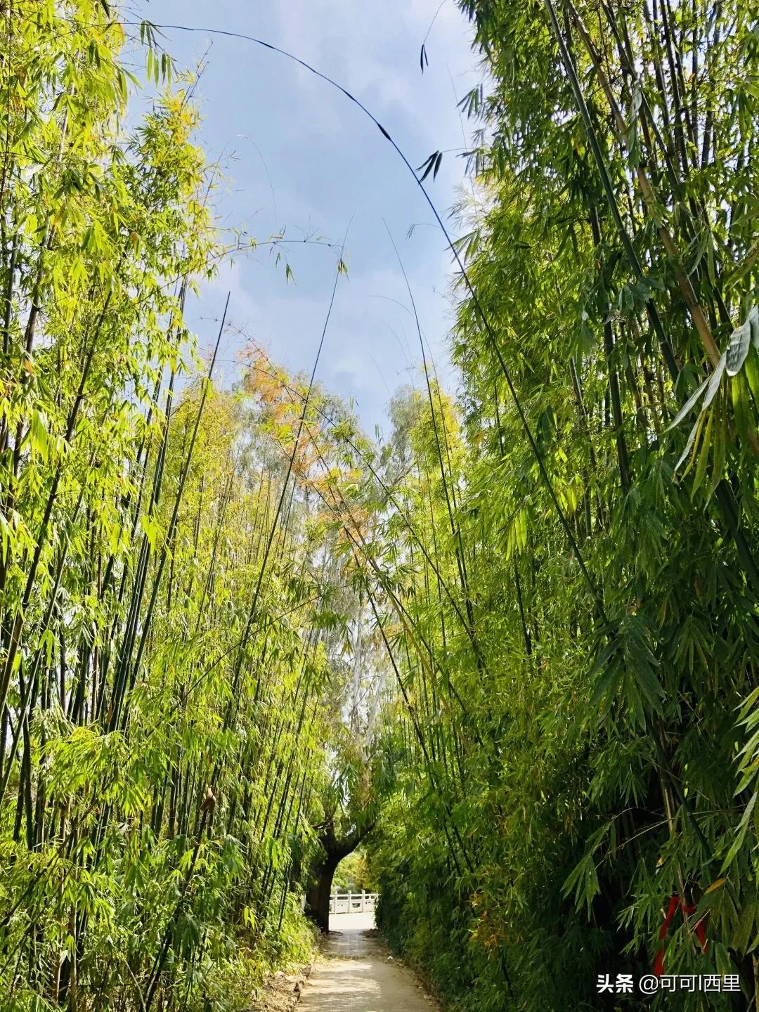 相信孩子静待花开的教育语句,相信每一个孩子的潜力教育随笔