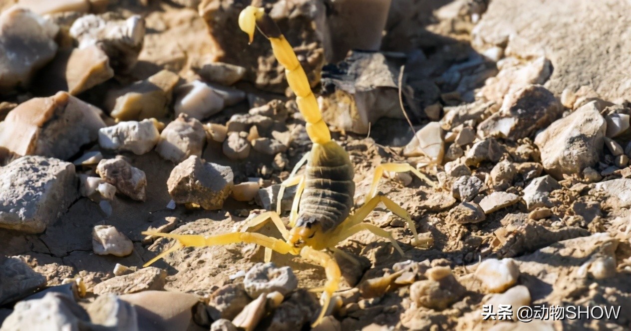 世界上最大的有毒物种,世界所有剧毒生物视频