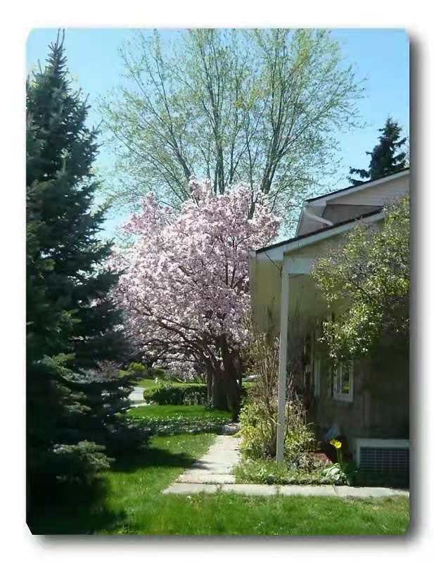 移民16年后的感受,移民16年感受