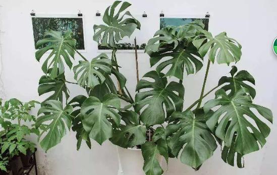 南京市园林局最新发布的室内植物甲醛吸收能力排行榜