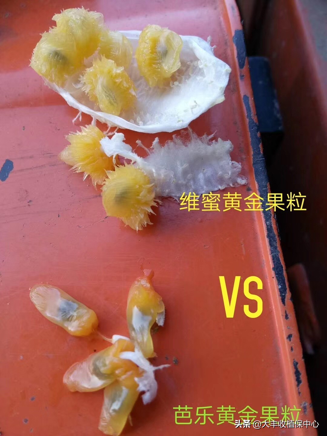 种植黄金果的高产技术,自家种植的黄金果