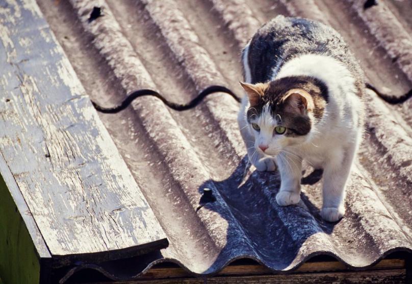 猫咪高空坠楼,关于猫咪坠楼的经验分享参考