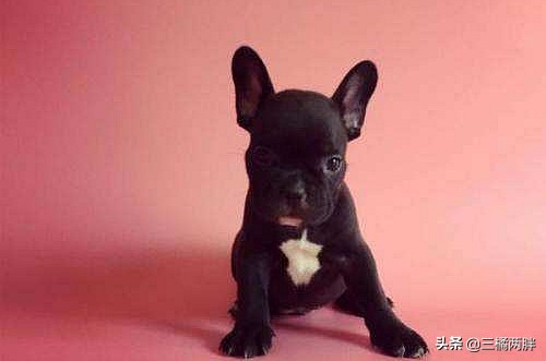 「养宠经验分享」斗牛流鼻涕一般多久自愈，斗牛流鼻涕多久会好