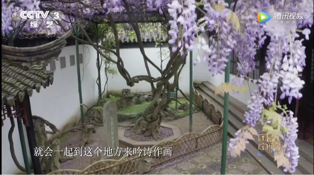 这株四百多年的紫藤，背后是整个江南园林
