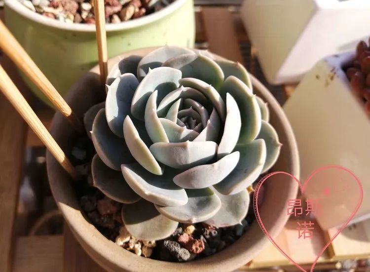 我和多肉,我与多肉