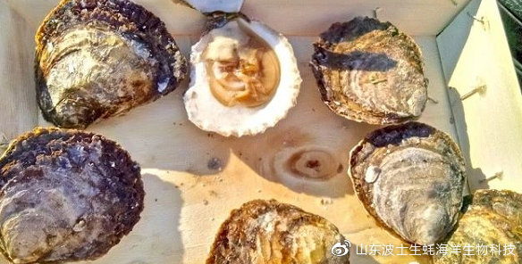 宵夜吃生蚝真实视频,宵夜湛江生蚝生吃