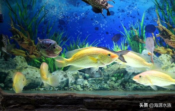 鱼儿突然死亡预示着什么,鱼儿突然死亡的原因