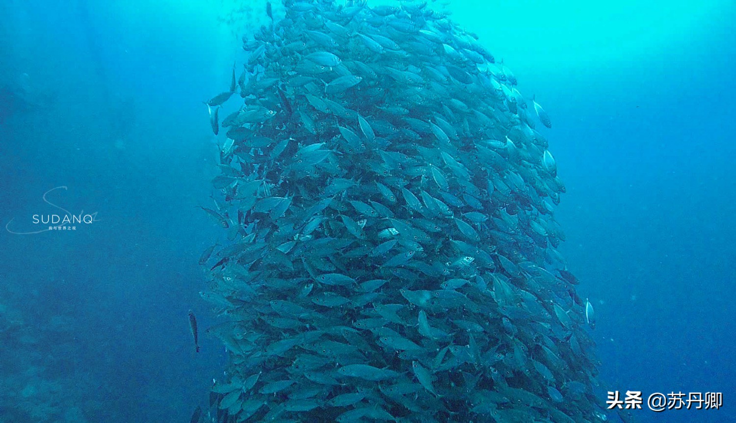 极限潜水死亡名单,潜水的死亡率高