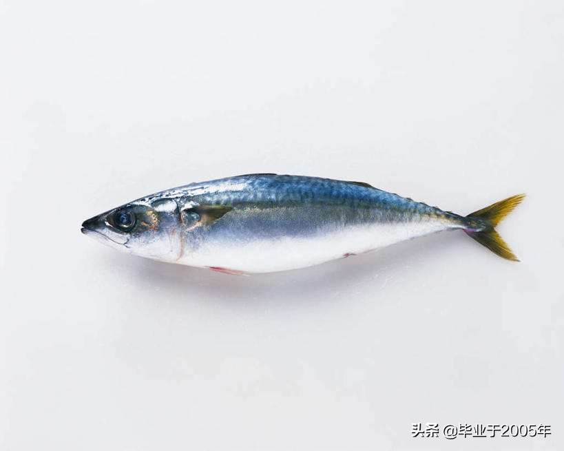 辽宁常见的鱼有哪些,辽宁沿海常见鱼