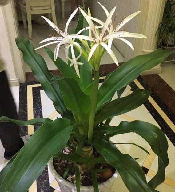 文殊兰在室内能生长吗,文殊兰种球如何栽种