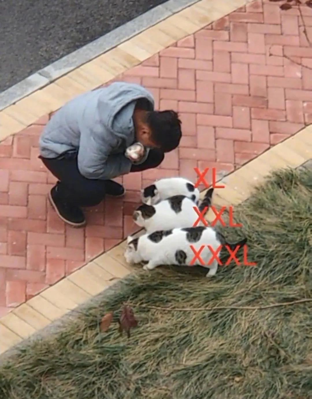 一到毕业季,我们大学的校猫就疯了哈哈哈