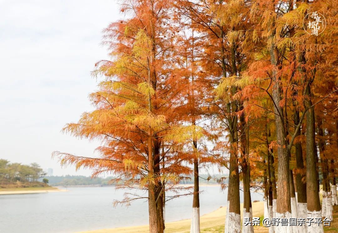 松山湖风景区松湖烟雨是哪个门,松山湖景区松湖烟雨有哪些好玩的