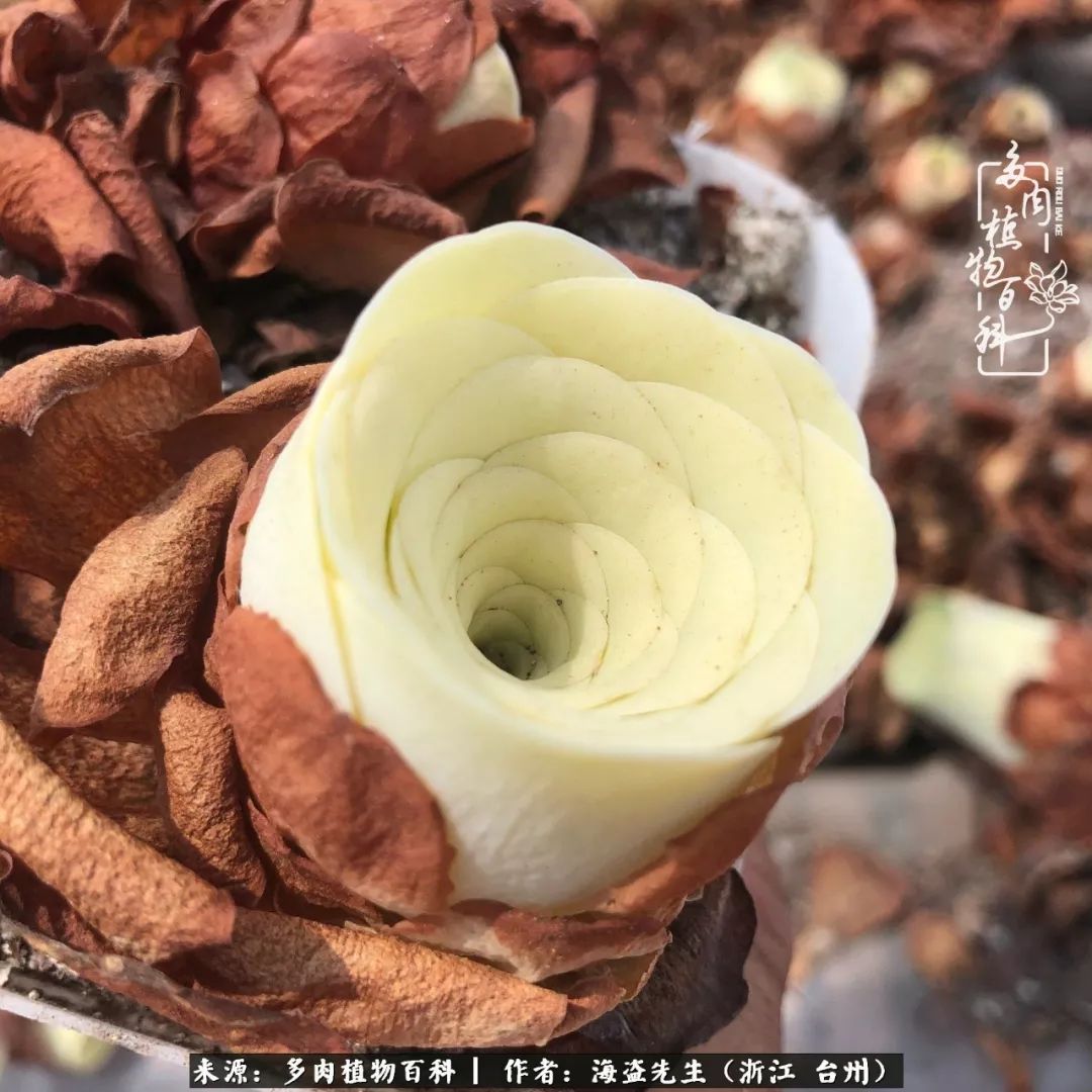 黄玫瑰这么美的风景惊艳到你了吗,优雅漂亮的黄玫瑰图片