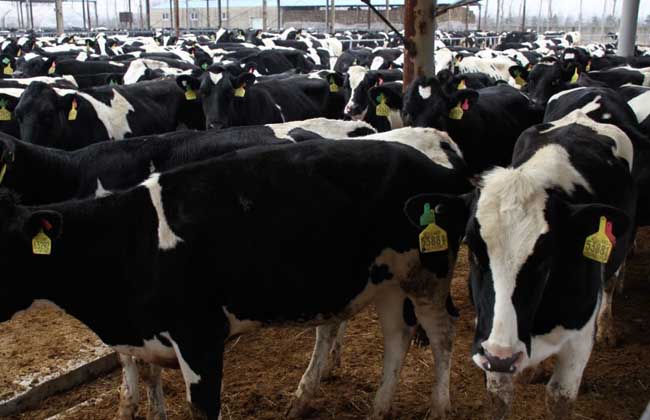 奶牛场挤奶注意事项,奶牛挤奶怎么处理可以喝