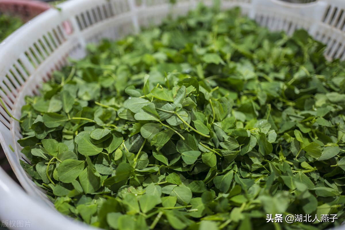 常见野菜的种类和图片大全 (各种野菜大全带图片)