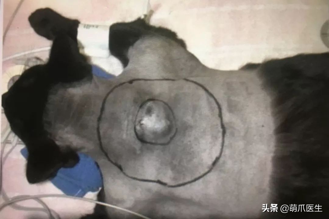 给猫打针结果猫生气了,给猫打针打疼了不开心了