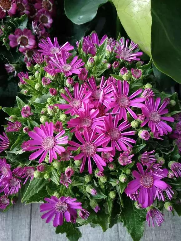 怎样才能让瓜多结果,怎样让瓜类多结瓜