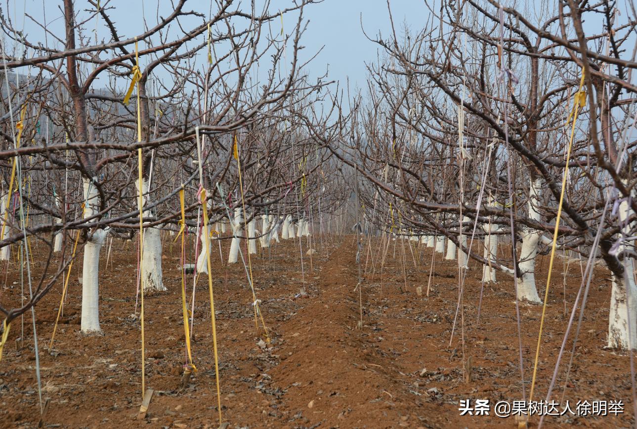 俗话说樱桃好吃树难栽啥意思,樱桃好吃树难栽教学