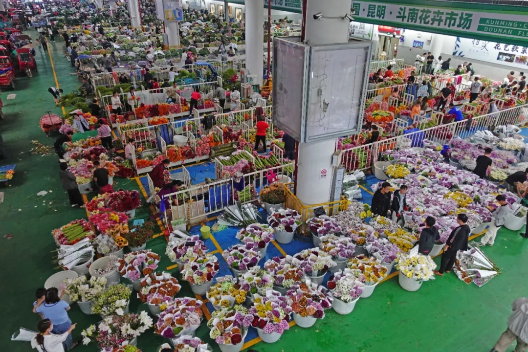 到云南，走出一条「花路」