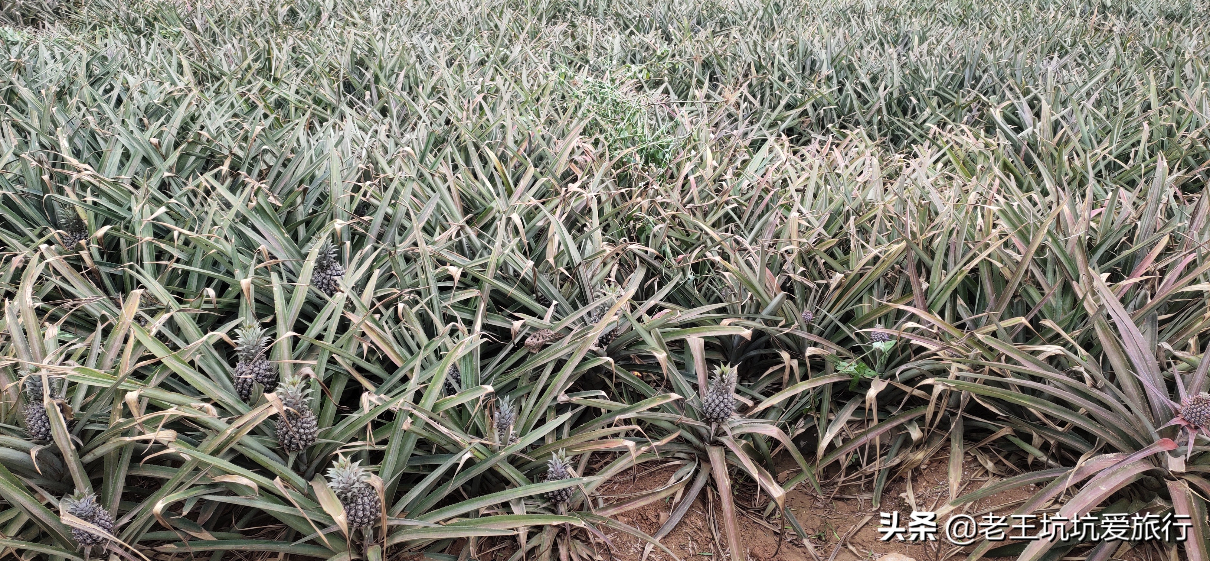 自驾无锡到三亚自驾游,无锡自驾海南三亚