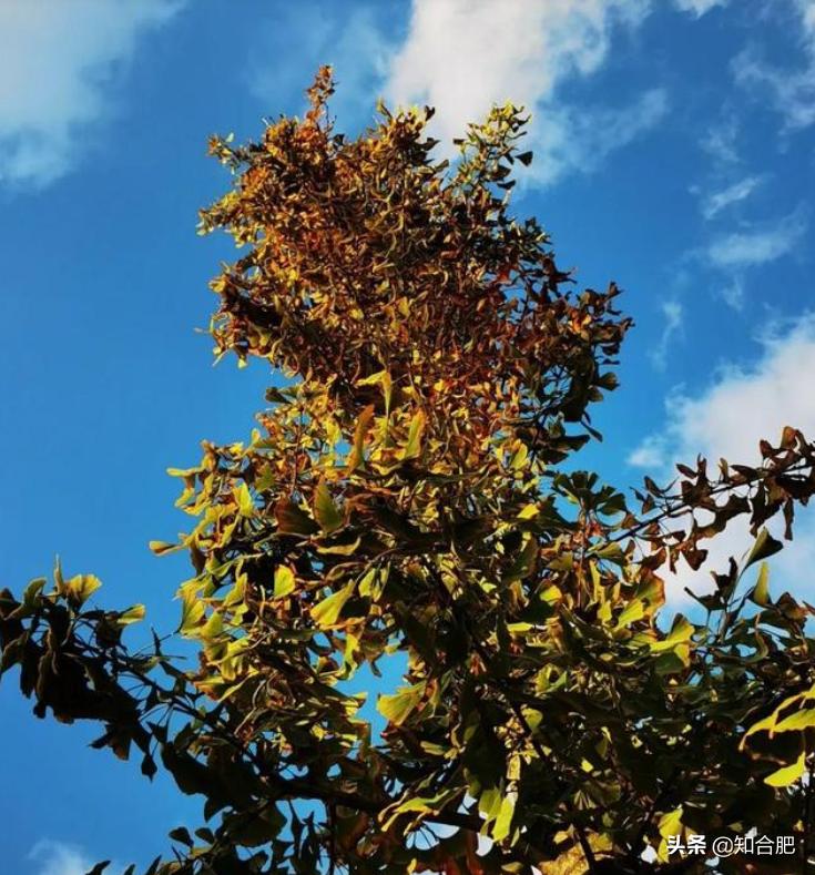 合肥国庆假期去哪玩三日游,国庆安徽三日游