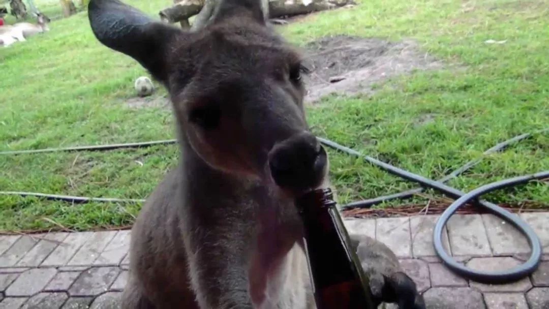 澳洲最好的抗癌药品,澳洲健康饮品真的有用吗