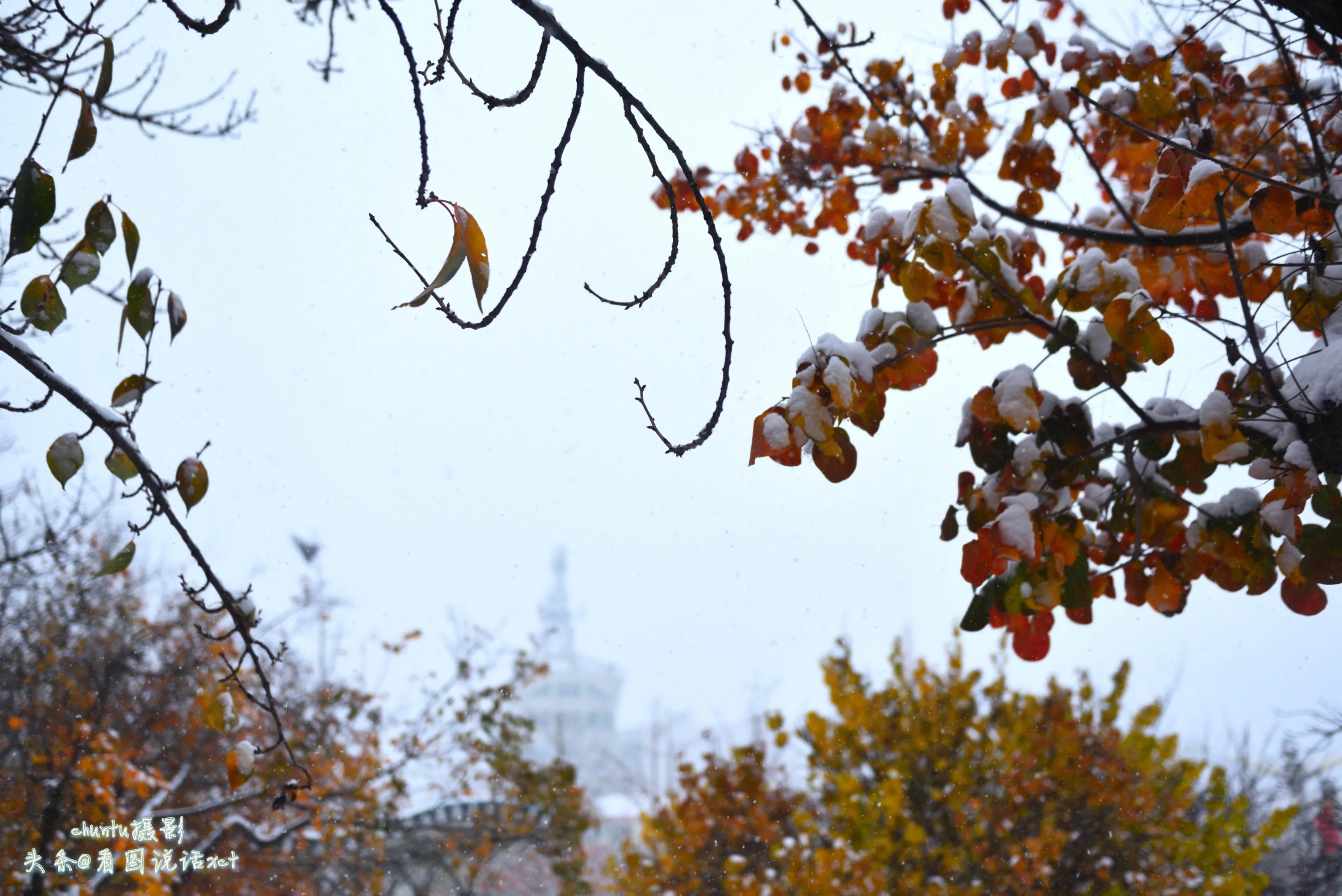 青龙下雪的情景,青龙县今天下雪了吗