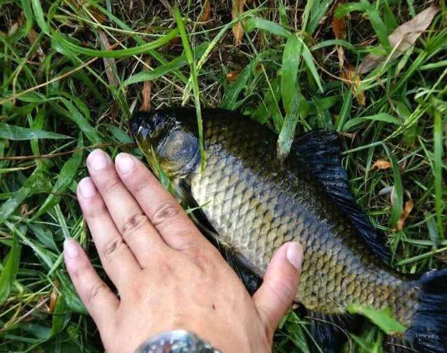 鱼身上有奇怪的香味,鱼身上有味道