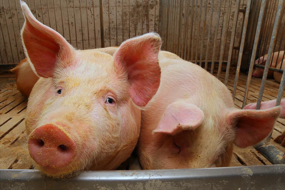 生猪养猪政策有哪些,生猪养殖最新政策