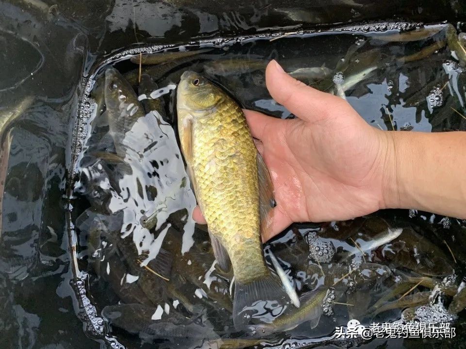 科学钓鱼评测老鬼速胜者鱼竿,老鬼速胜者7.2鱼竿测评