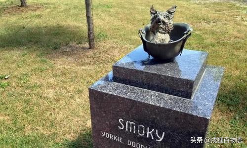 惊！狗狗真的可以“治病”，这类辅助犬做到了