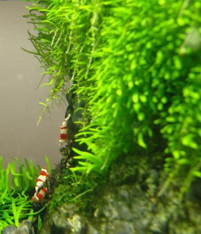 这个小缸太厉害了，佩服作者的养功